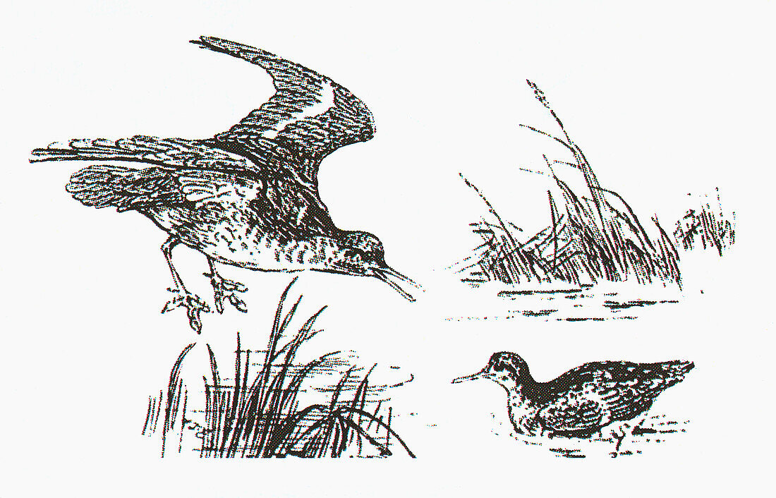 Female and male red phalaropes courting, illustration