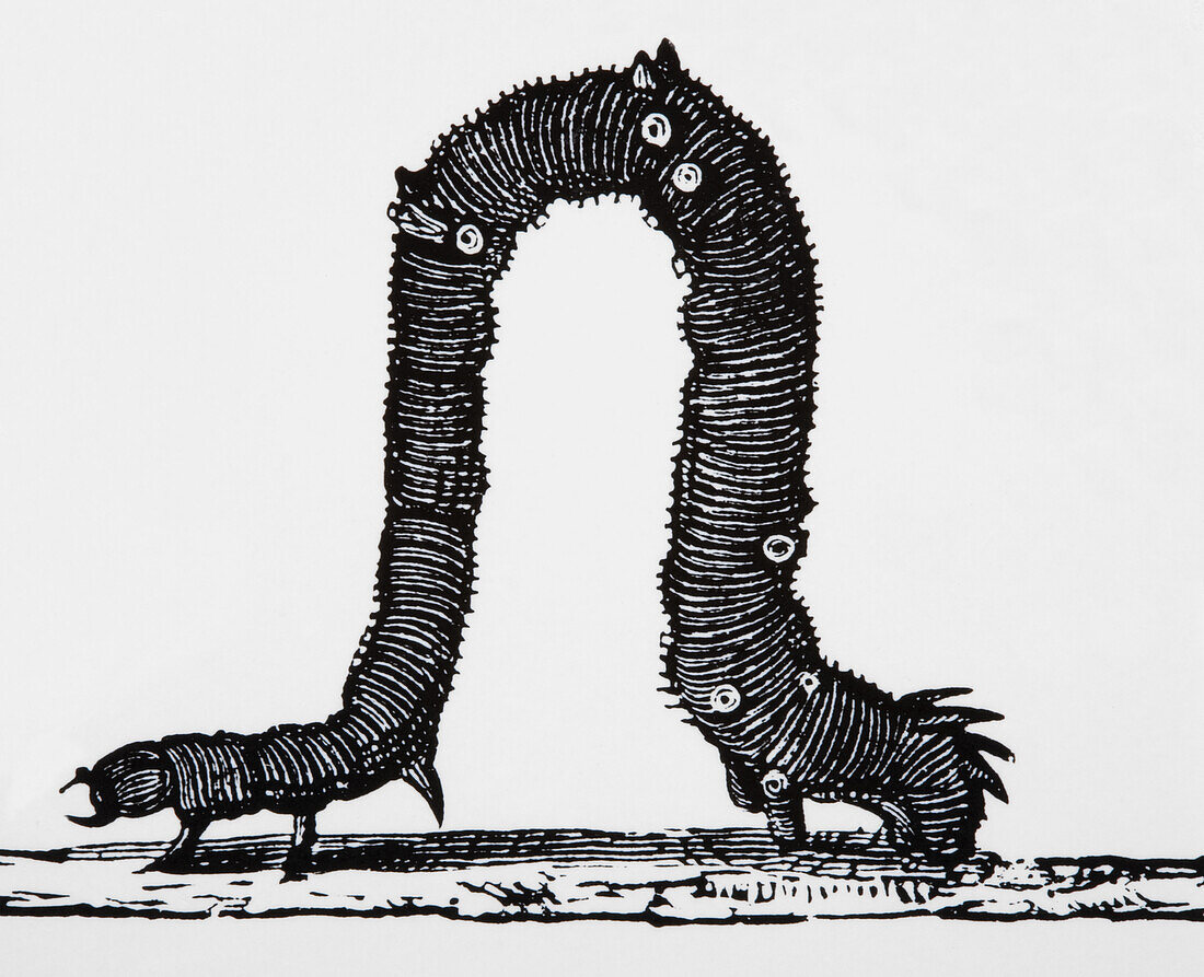 Inchworm on a tree stem, illustration
