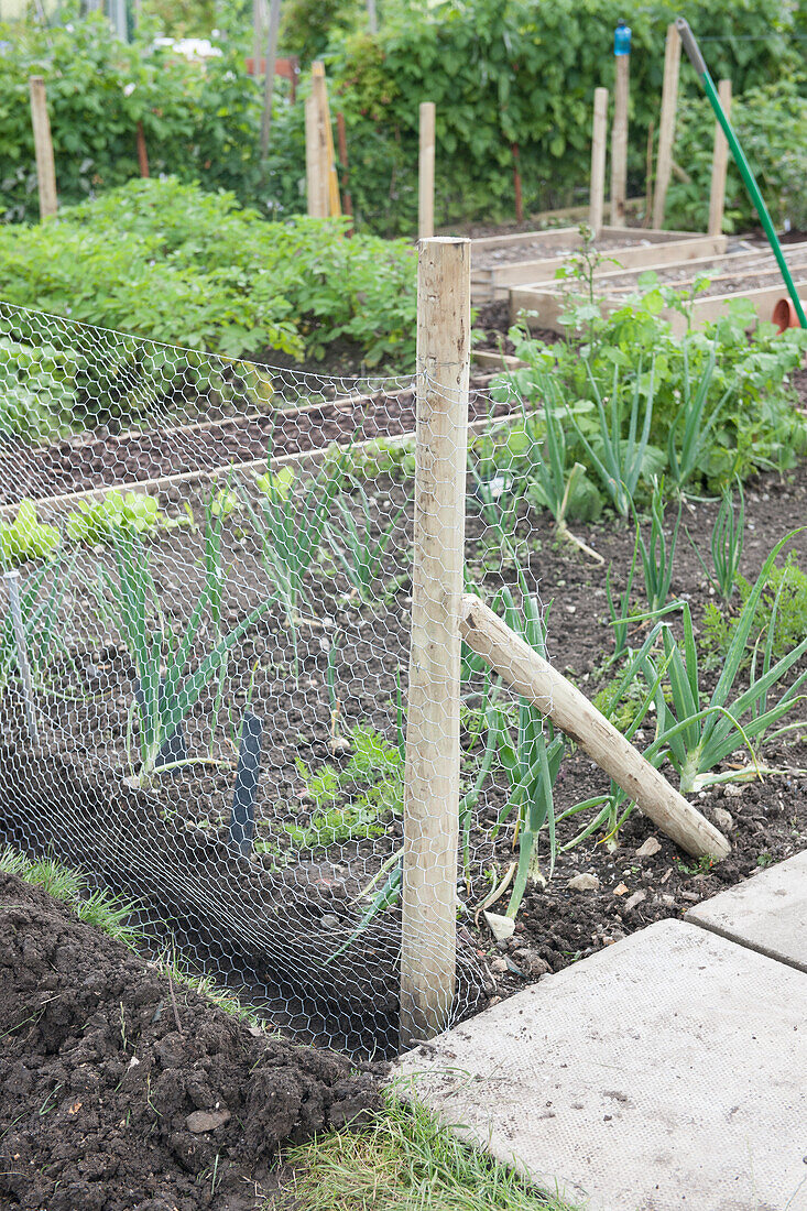 Wire mesh rabbit-proof fence surrounding vegetable plot