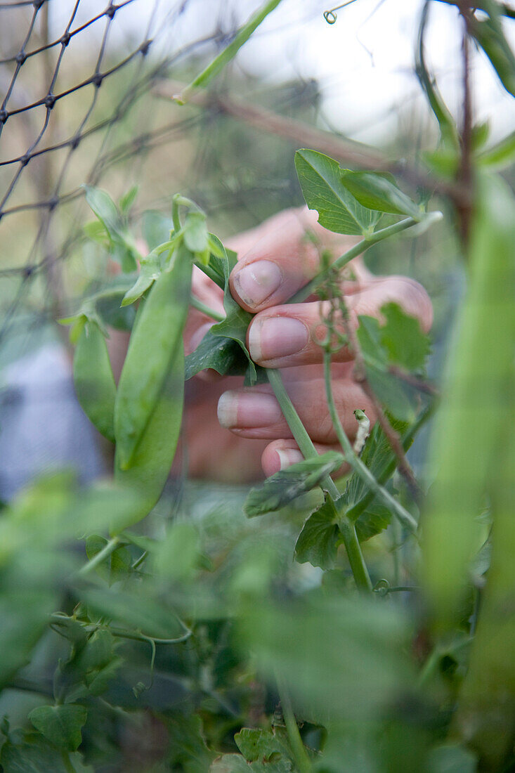 Mangetouts (Pisum sativum var saccharatum) plants