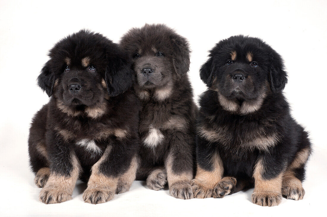 Tibetan mastiff puppies