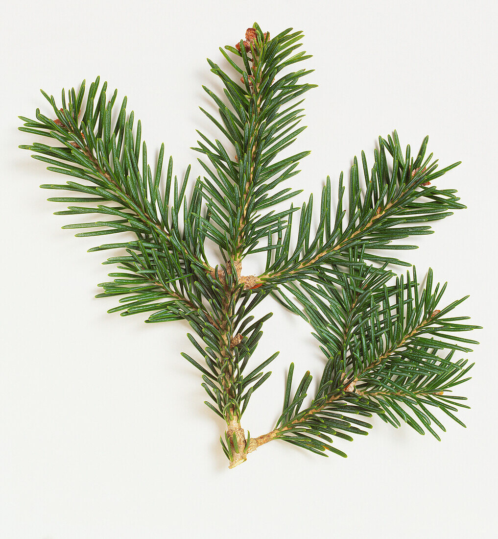 Subalpine fir (Abies lasiocarpa) branch