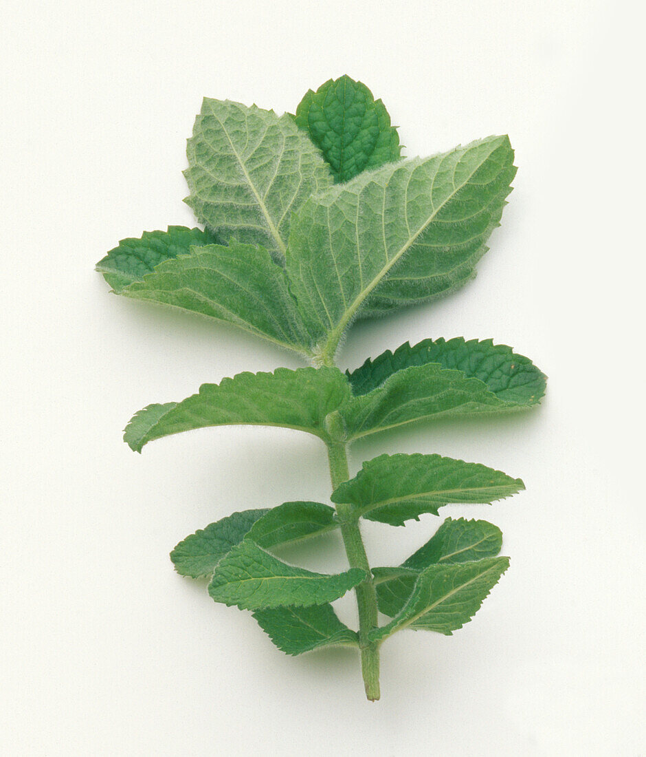 Bowles mint (Mentha rotundifolia)