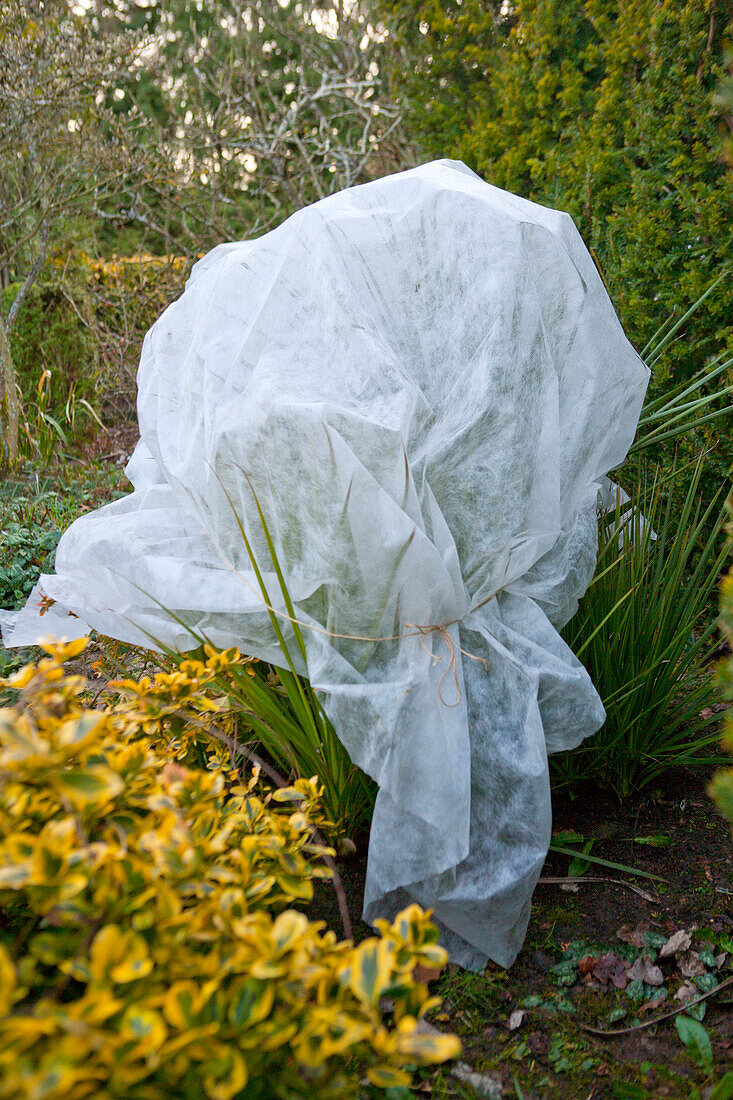 Cabbage palm (Cordyline australis) in fleece for protection