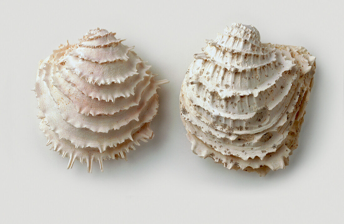 Jewel-box shell