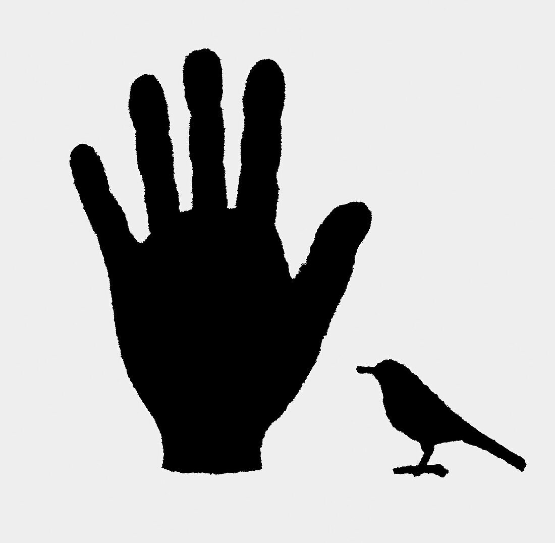 Bird next to human hand, illustration