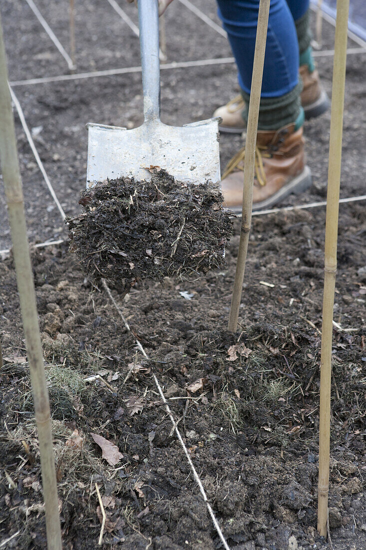 Cultivating soil and garden compost around bamboo canes