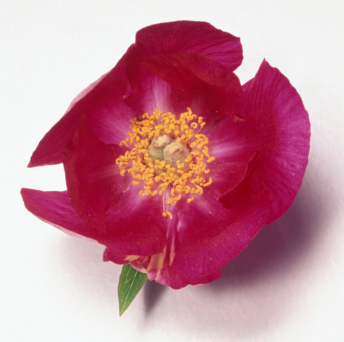 Common peony flower (Paeonia officinalis)