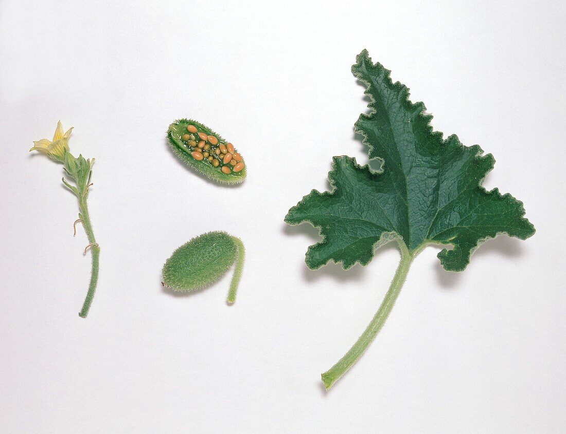 Squirting cucumber showing yellow seeds in a green pod