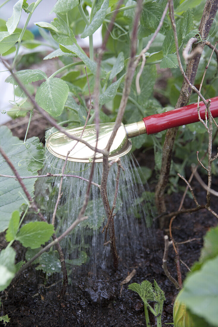 Watering pea plant (Pisum sativum) using a watering can