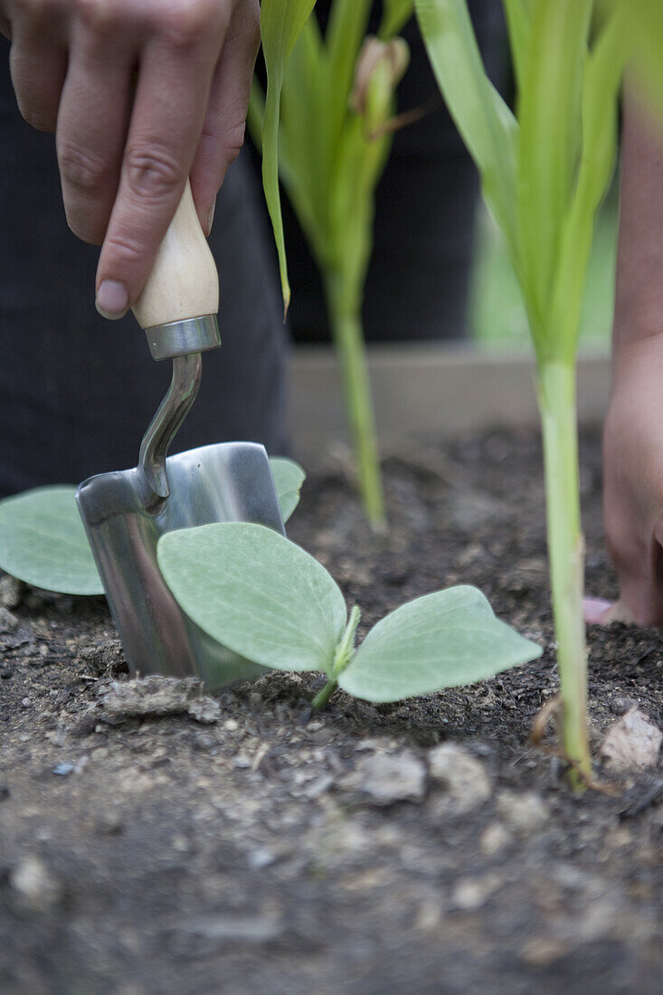 Summer squash (Cucurbita pepo 'Patty Pans')