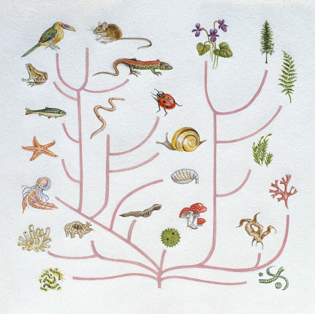 Evolutionary family tree, illustration