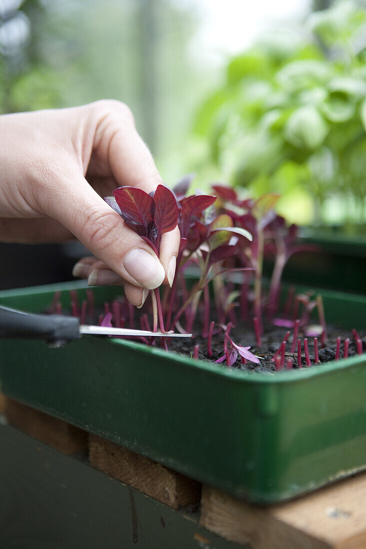 Microgreens