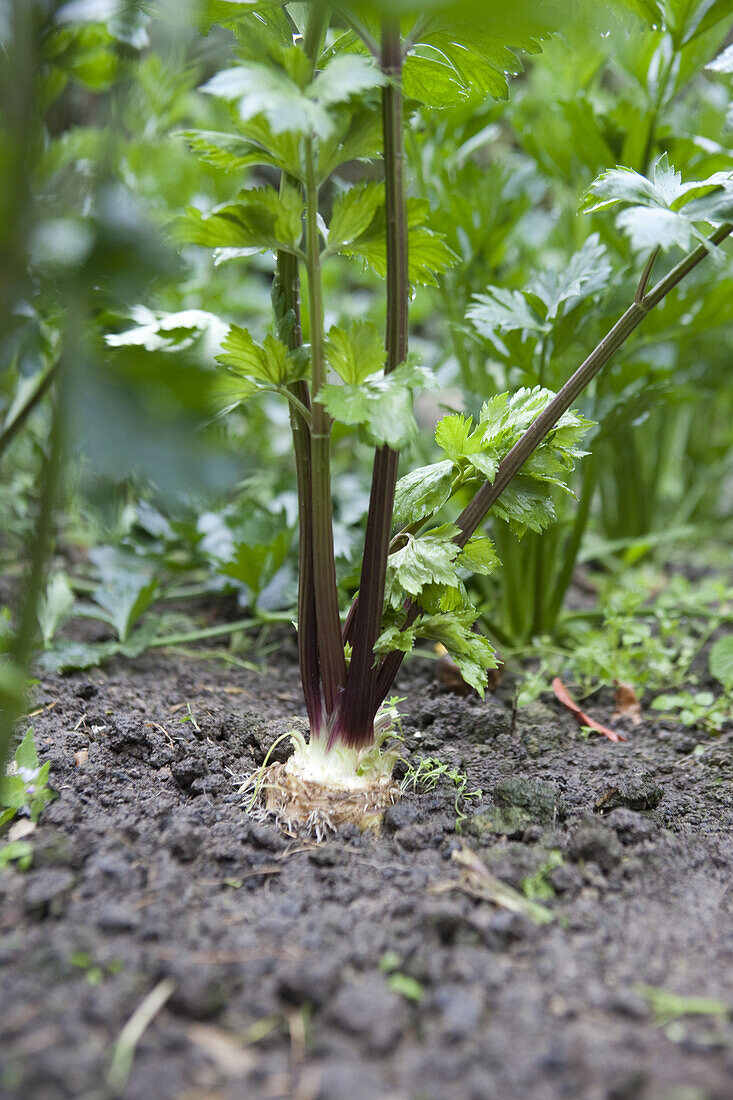 Celeriac (Apium graveolens var rapaceum 'Monarch')