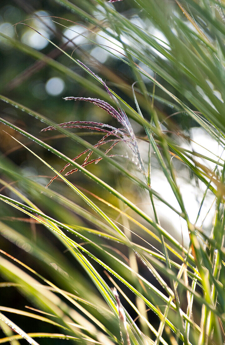Tussock grass (Deschampsia cespitosa Goldschleier)
