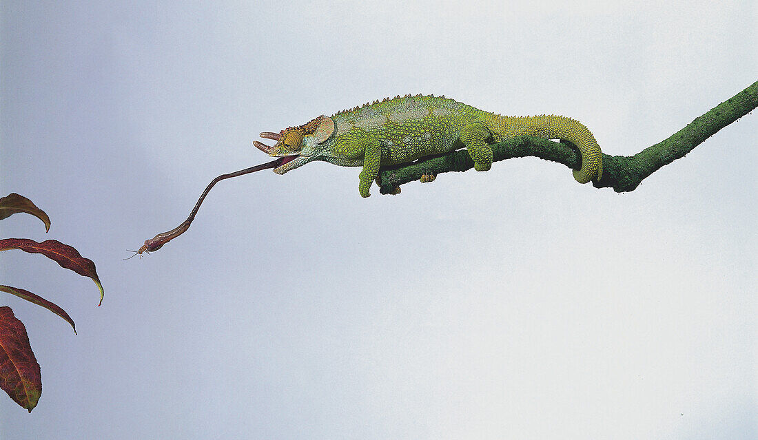 Green Jackson's chameleon catching an insect