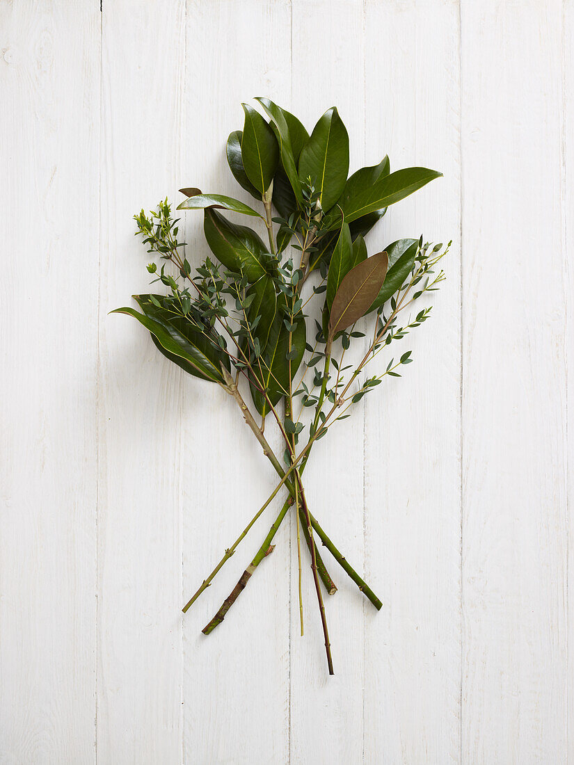 Magnolia leaf steams and Eucalyptus parvifolia stems