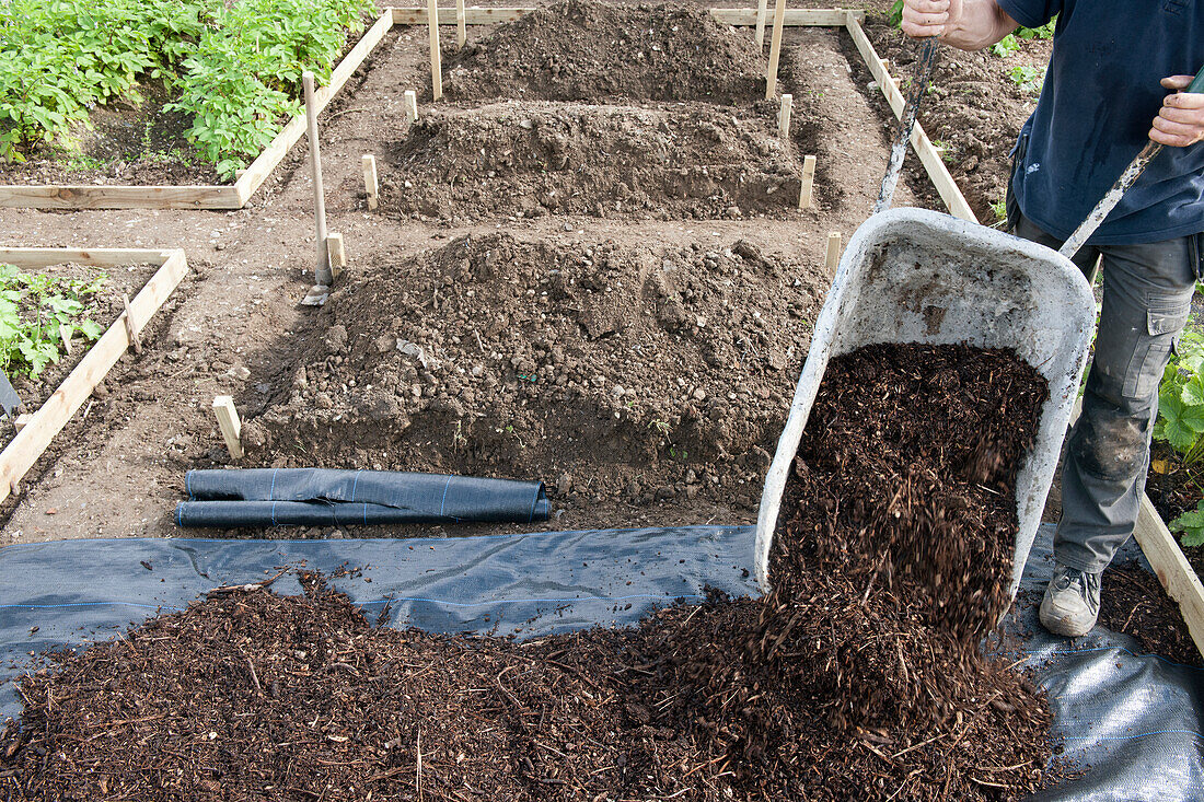 Tipping chipped bark onto membrane from wheelbarrow