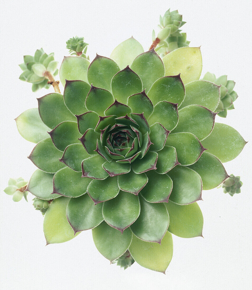 Houseleek (Sempervivum tectorum) succulent