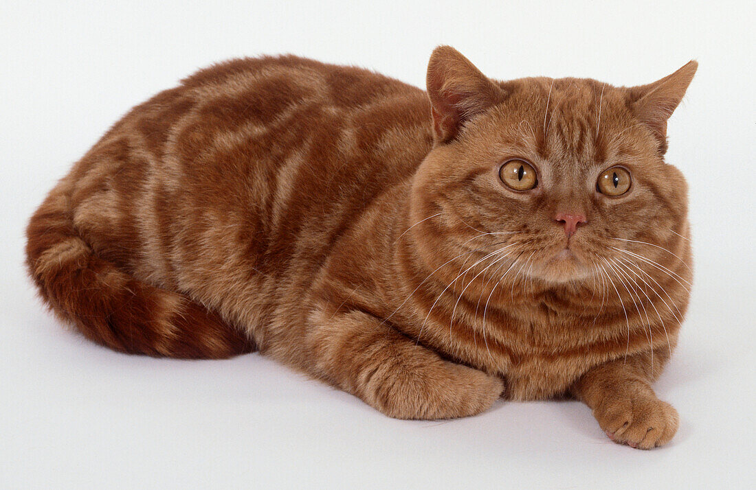 Shorthaired Red Classic Tabby lying down