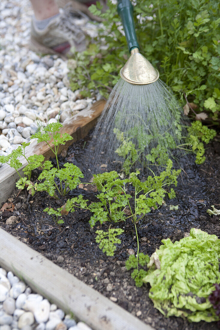 Young parsley plants being watered using a watering can