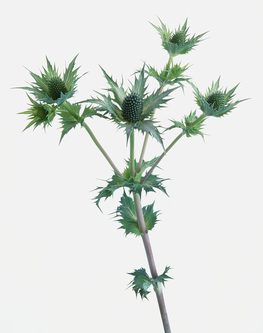 Sea holly (Eryngium giganteum)