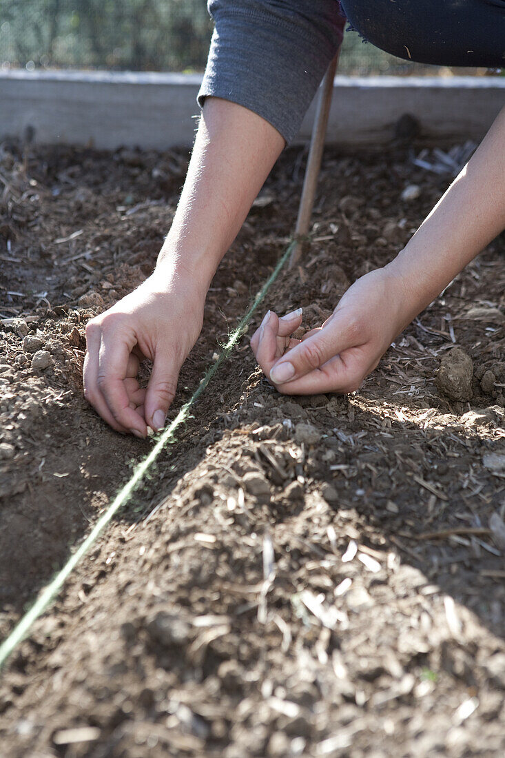 Sowing pea seed directly into the ground by hand