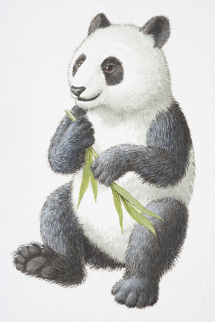 Giant panda, illustration