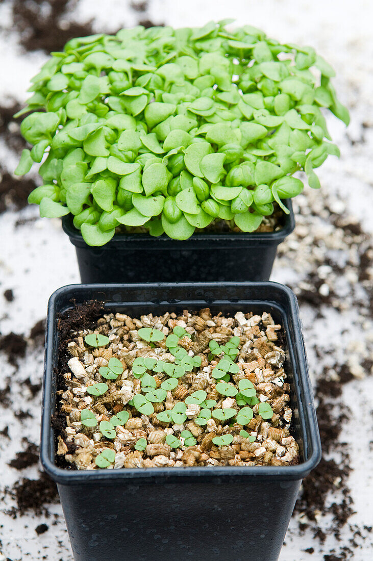Healthy and poorly growing pots of borage seedlings