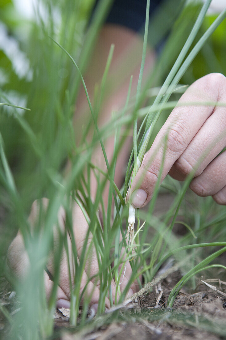 Thinning out spring onion directly sewn vegetables by hand