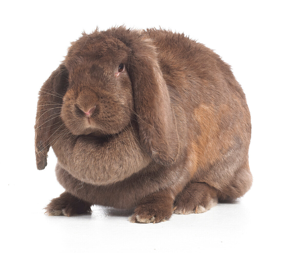 Large brown lop-eared rabbit