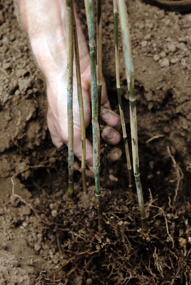 Man adding compost and soil to newly planted bamboo plant