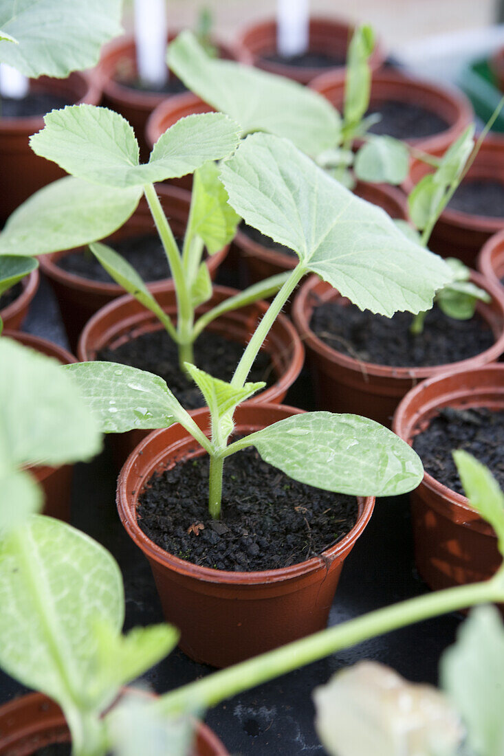 Winter squash (Cucurbita 'Turks Turban') seedlings