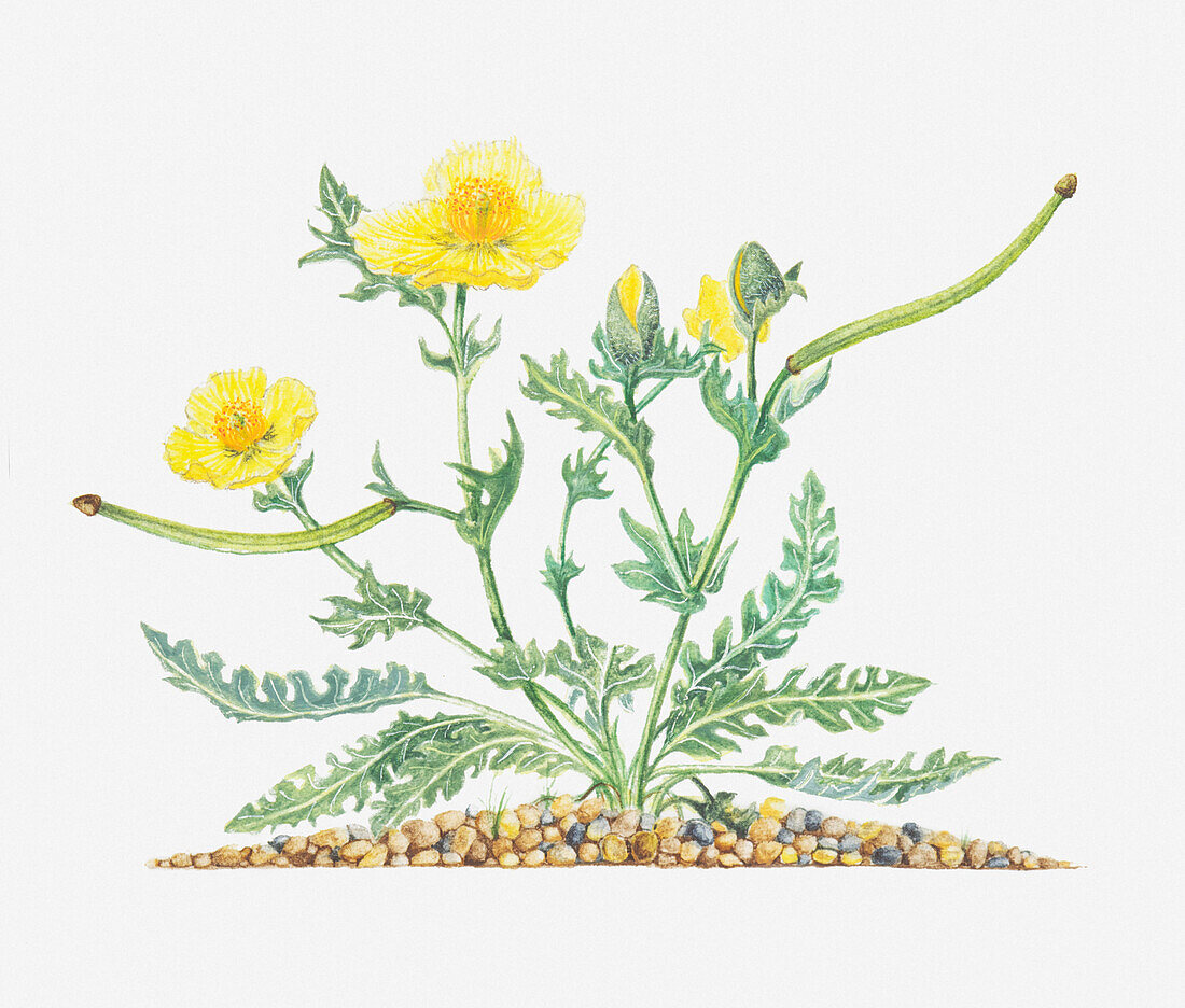 Yellow horned poppy (Glaucium flavum), illustration