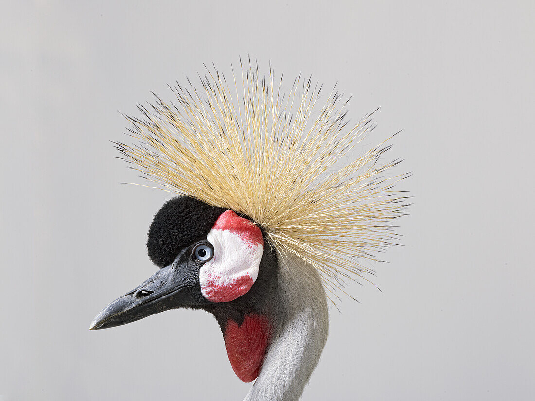 Grey crowned crane