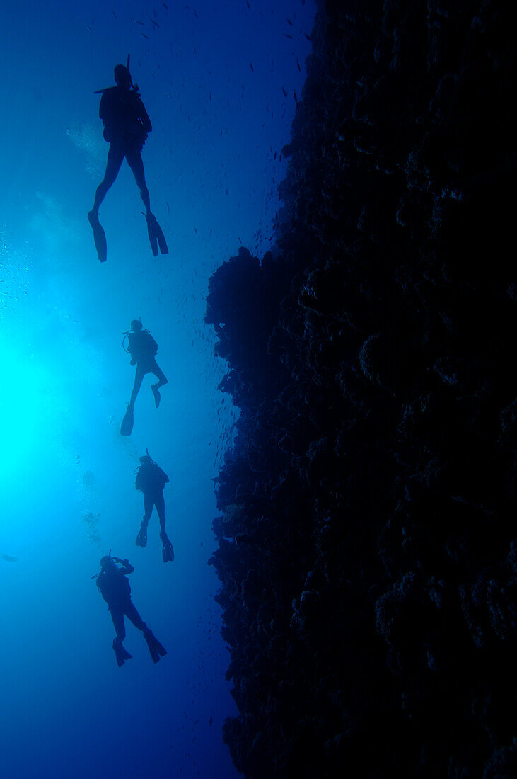 Four scuba divers swimming above coral reef