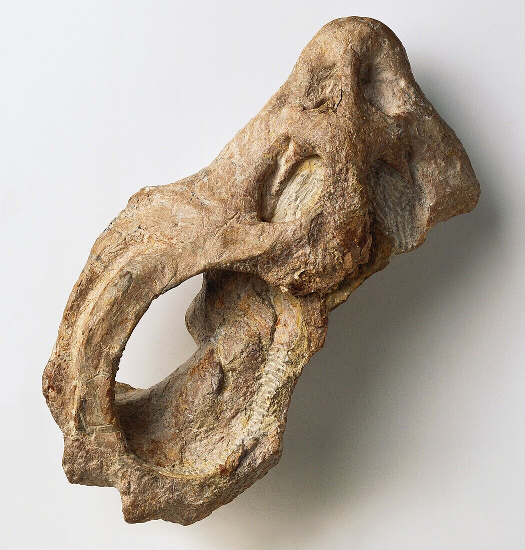 Cyamodus laticeps placodont skull