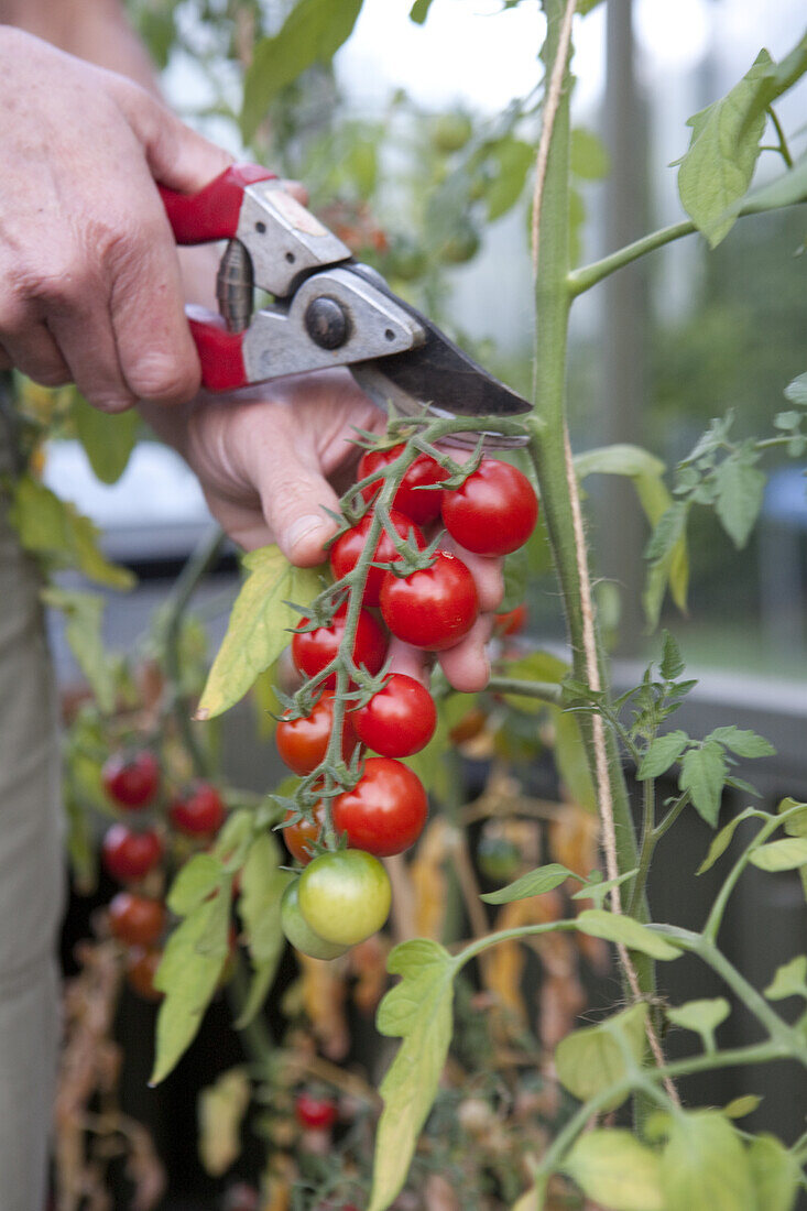 Cherry tomato (Solanum lycopersicum var cerasiforme)