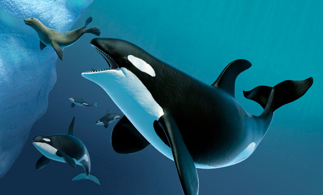 Killer whale pod in pursuit of seal, illustration