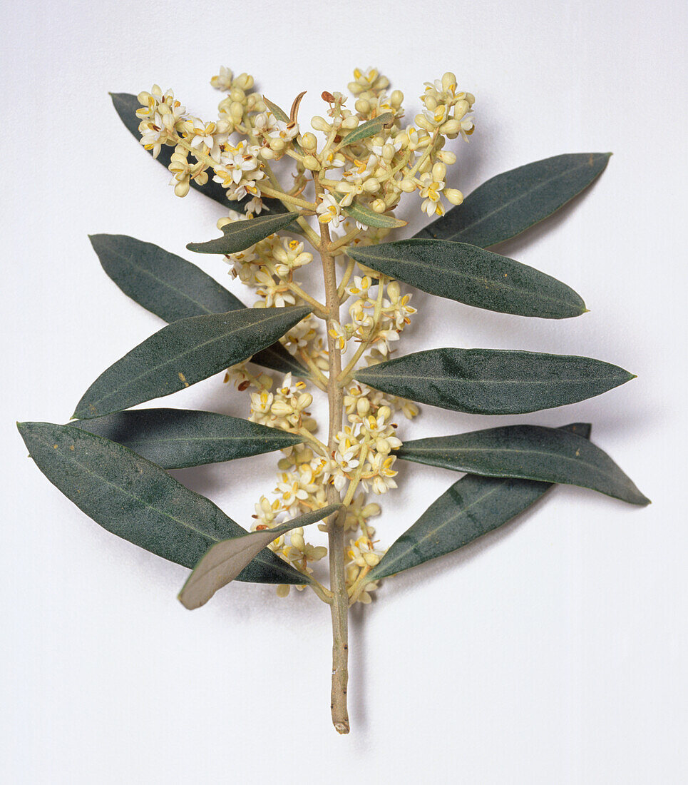 Olive (Olea europaea) flowers