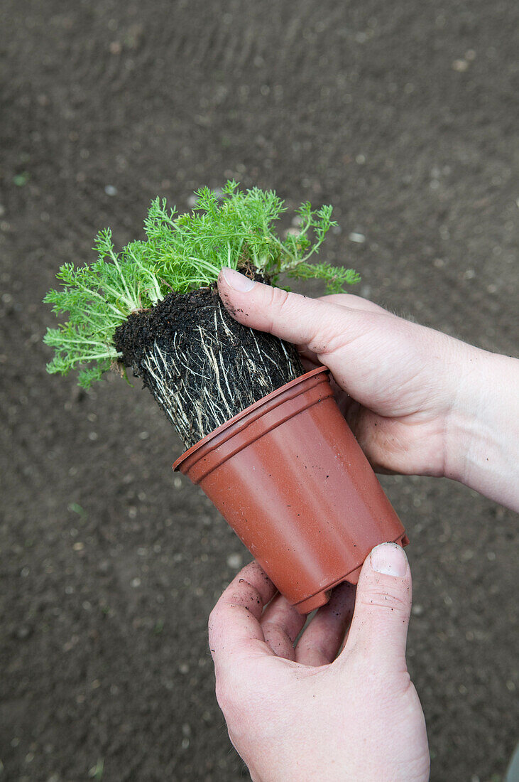 Hands removing a young non-flowering lawn chamomile