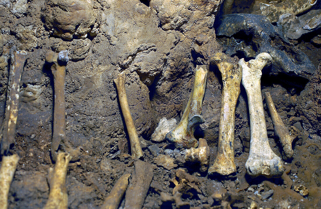 Fossilized bones of bears, hyenas, horses, bison and deer
