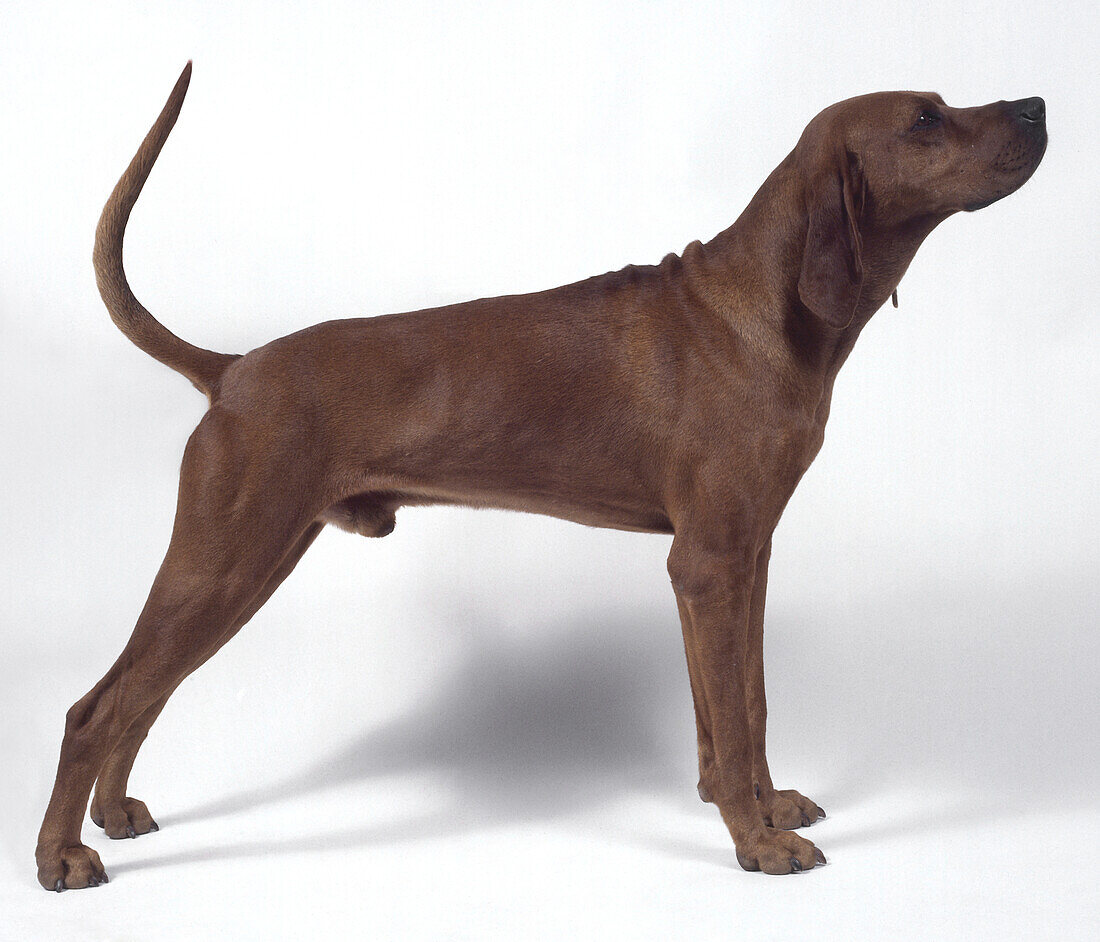Redbone Coonhound