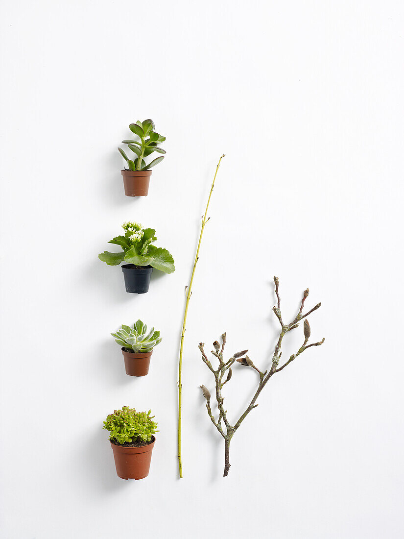 Plants for succulent flower arrangement