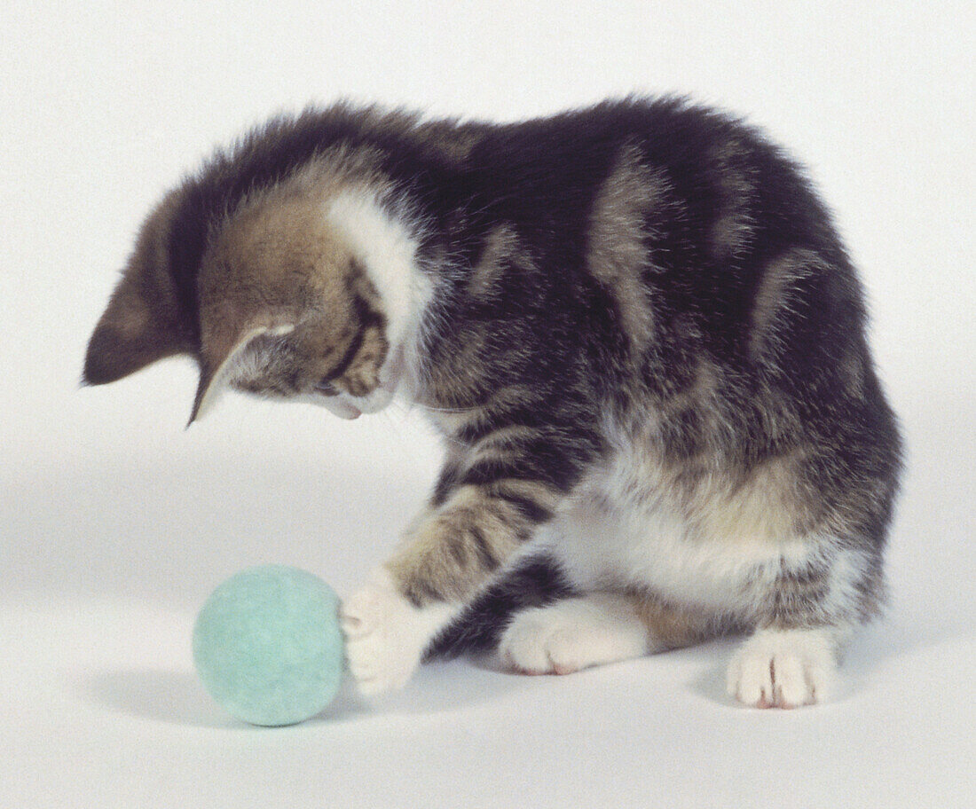 Black and brown tabby kitten hitting at turquoise toy ball