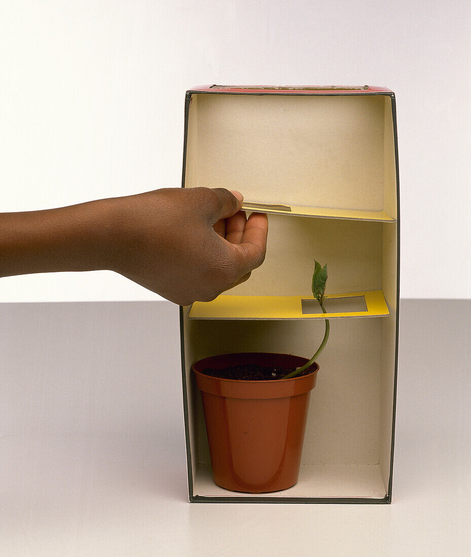 Seedling in a plant pot placed in cardboard box with levels