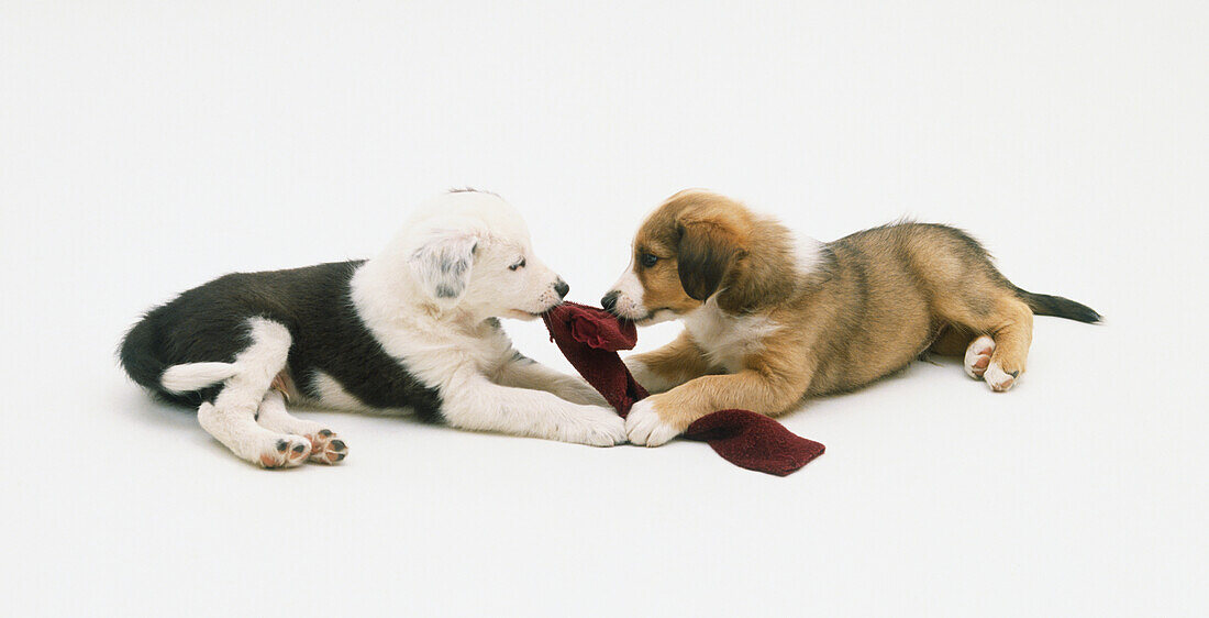 Two puppies with piece of cloth