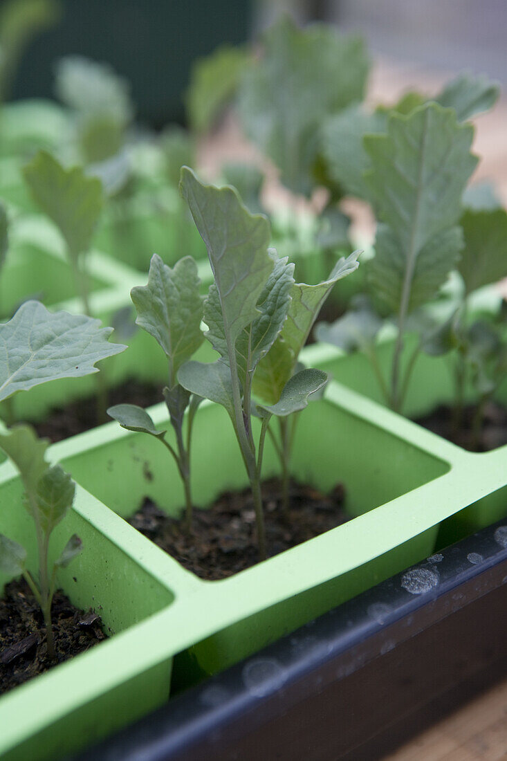 Savoy cabbage (Brassica oleracea 'Tarvoy') seedlings