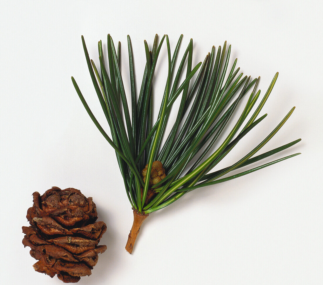Umbrella pine (Sciadopitys verticillata)