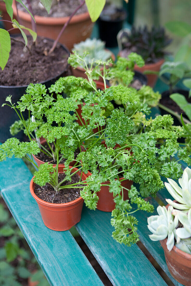 Parsley plants growing under cover